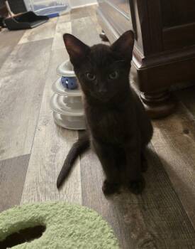 Mack -  Domestic Short Hair Cat for Adoption in Walled Lake, Michigan - Mack | PetCurious