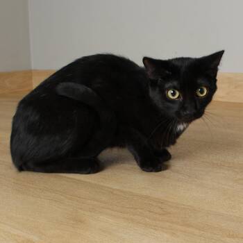 Domestic Short Hair Cats Available for Adoption in Minnetonka, Minnesota - Shadow C69472 | PetCurious