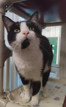 Felix -  Domestic Short Hair Cat for Adoption in Corpus Christi, Texas - Felix | PetCurious