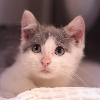 Pork Roll -  Domestic Short Hair Cat for Adoption in Philadelphia, Pennsylvania - Pork Roll | PetCurious
