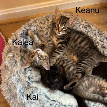Rescue Domestic Short Hair Cats for Adoption in Laurel, Maryland - Precious Kittens-Available Soon! Meet Us 11/15/25 At Whole Healt | PetCurious