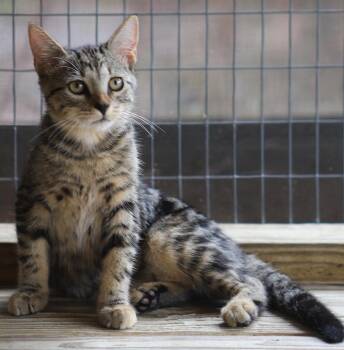 Crosby -  Domestic Short Hair Cat for Adoption in North Fort Myers, Florida - Crosby | PetCurious