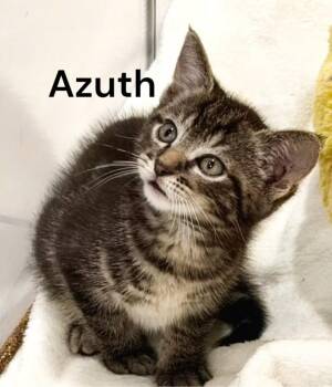 Azuth -  Tabby Cat Available for Adoption in Weems, Virginia - Azuth | PetCurious