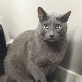 Domestic Medium Hair Cats Available for Adoption in Midland, Texas - Rigby | PetCurious