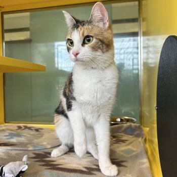Eepy -  Domestic Short Hair Cat for Adoption in Abilene, Texas - Eepy | PetCurious