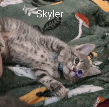 SKYLER -  Domestic Short Hair Cat for Adoption in La Crescent, Minnesota - SKYLER | PetCurious
