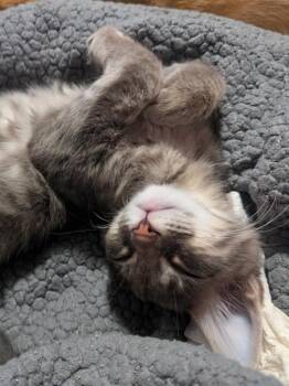 Fern -  Domestic Short Hair Cat for Adoption in Lenexa, Kansas - Fern | PetCurious