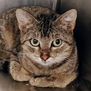 Tommy -  Domestic Short Hair Cat for Adoption in Palestine, Texas - Tommy | PetCurious