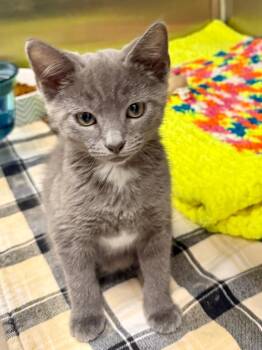 Domestic Short Hair Cats Available for Adoption in Ocala, Florida - Koda (Petsmart) | PetCurious