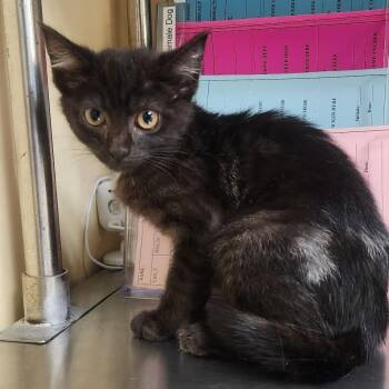 Velvet -  Domestic Short Hair Cat for Adoption in Shinnston, West Virginia - Velvet | PetCurious