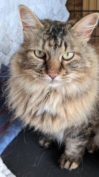 Rescue Torbie and Domestic Long Hair Cats for Adoption in Owatonna, Minnesota - Corrine | PetCurious