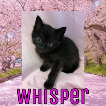 Domestic Medium Hair Cats Available for Adoption in Royse City, Texas - Whisper | PetCurious