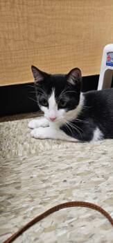 Peanut 3 -  Domestic Short Hair Cat for Adoption in Burnaby, British Columbia - Peanut 3 | PetCurious