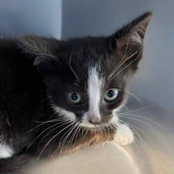 Iain -  Domestic Short Hair Cat for Adoption in Rocky Mount, Virginia - Iain | PetCurious