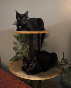 Rescue Domestic Short Hair Cats for Adoption in Totowa, New Jersey - The Snot Brothers | PetCurious