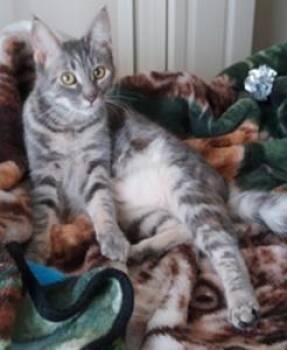 Tabby Cats Available for Adoption in Macomb, Michigan - Taylor | PetCurious