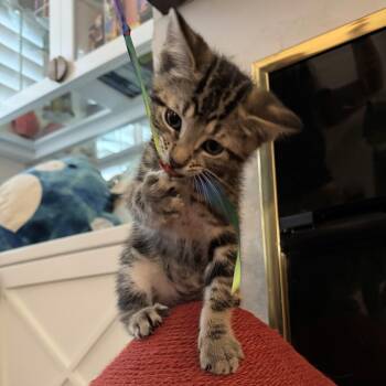 Mando -  Domestic Short Hair Cat for Adoption in Wilsonville, Oregon - Mando | PetCurious