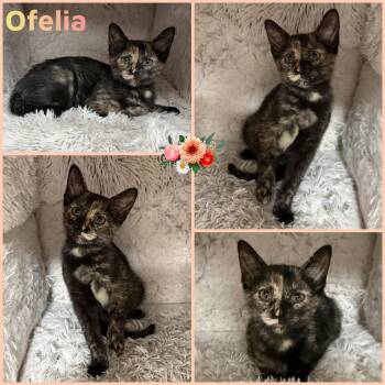 Domestic Short Hair Cats Available for Adoption - Ofelia | PetCurious
