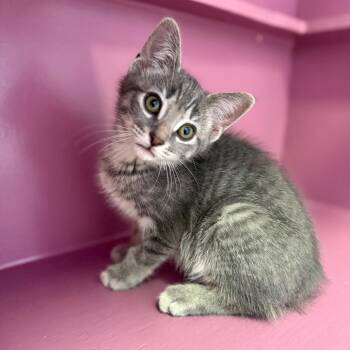 Andes -  Domestic Short Hair Cat for Adoption in Fenton, Michigan - Andes | PetCurious