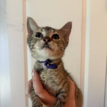 Shooter -  Domestic Short Hair Cat for Adoption in Hoffman Estates, Illinois - Shooter | PetCurious