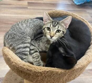 Rescue American Shorthair Cats for Adoption in Schertz, Texas - Babs | PetCurious