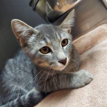 Birdie -  Domestic Short Hair Cat for Adoption in Lake Havasu City, Arizona - Birdie | PetCurious