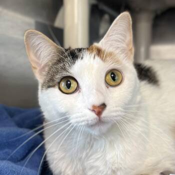 Domestic Short Hair Cats Available for Adoption in Palm Springs, California - Cameo Cali | PetCurious
