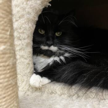 Sirius -  Maine Coon Cat for Adoption in Bedford, New Hampshire - Sirius | PetCurious
