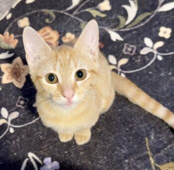 Joan of Arc -  Domestic Short Hair Cat for Adoption in Richmond, Virginia - Joan Of Arc | PetCurious