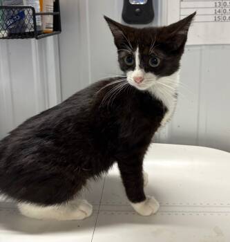 Rescue Domestic Short Hair Cats for Adoption in Pierceton, Indiana - Mileena | PetCurious