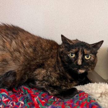 Kit -  Domestic Short Hair Cat for Adoption in Aberdeen, Washington - Kit | PetCurious
