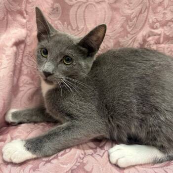 Drift -  Domestic Short Hair Cat for Adoption in Brea, California - Drift | PetCurious