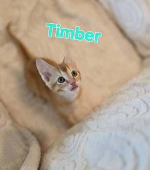 Timber -  Domestic Short Hair Cat Available for Adoption in Groveland, Massachusetts - Timber | PetCurious
