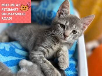 RIBBIE -  Domestic Short Hair Cat for Adoption in Fort Wayne, Indiana - RIBBIE | PetCurious