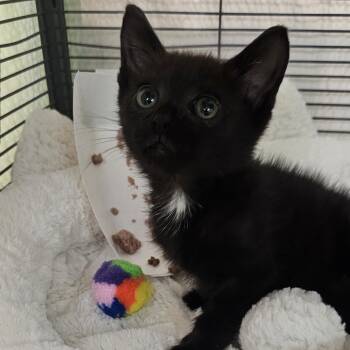 Rescue Domestic Short Hair Cats for Adoption in Lynchburg, Virginia - Spider | PetCurious