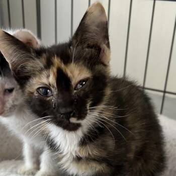 Domestic Short Hair Cats Available for Adoption in Kanab, Utah - Stir Fry | PetCurious