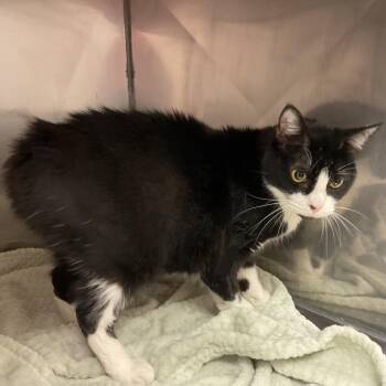 Domestic Short Hair Cats Available for Adoption in Monroe, Louisiana - Farrah | PetCurious