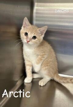 Arctic -  Domestic Short Hair Cat for Adoption in Burlington, Iowa - Arctic | PetCurious