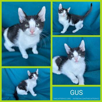 Rescue Domestic Short Hair Cats for Adoption in Corpus Christi, Texas - Gus | PetCurious