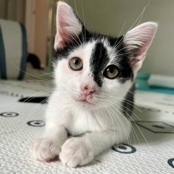 Pollicle Dog -  Domestic Short Hair Cat for Adoption in Alexandria, Virginia - Pollicle Dog | PetCurious