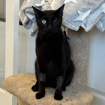 Domestic Short Hair Cats Available for Adoption - Coal | PetCurious