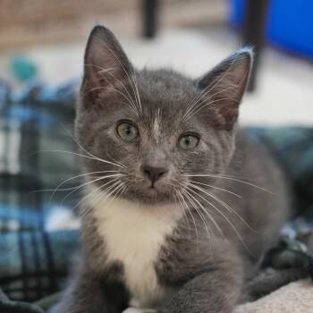 Domestic Short Hair Cats Available for Adoption in Aiken, South Carolina - Bitty Moo 62924 | PetCurious