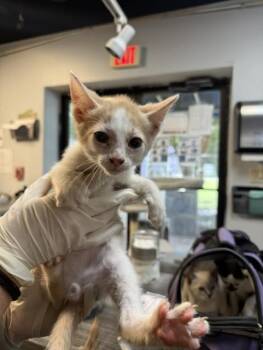 GREED -  Domestic Short Hair Cat for Adoption in Fort Walton Beach, Florida - GREED | PetCurious
