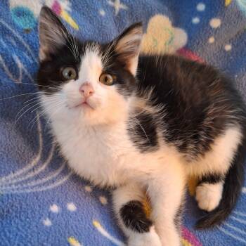 Hawthorne -  Domestic Short Hair Cat for Adoption in Watertown, Wisconsin - Hawthorne | PetCurious