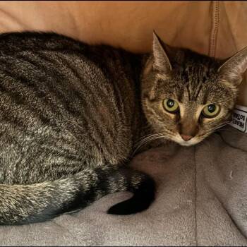 Cleopatra -  Domestic Short Hair Cat for Adoption in Buffalo, New York - Cleopatra | PetCurious