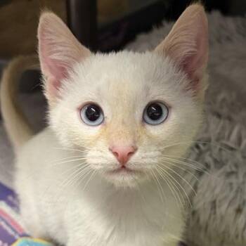 Rescue Domestic Short Hair Cats for Adoption in North Myrtle Beach, South Carolina - Lilo | PetCurious