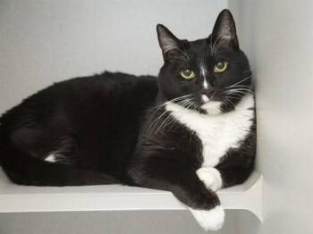 Domestic Short Hair Cats Available for Adoption - OROCHIMARU | PetCurious