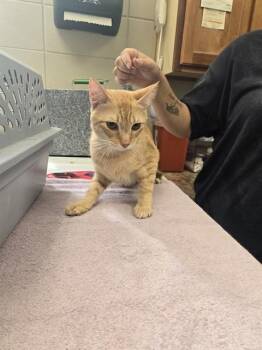 KURT -  Domestic Short Hair Cat for Adoption - KURT | PetCurious