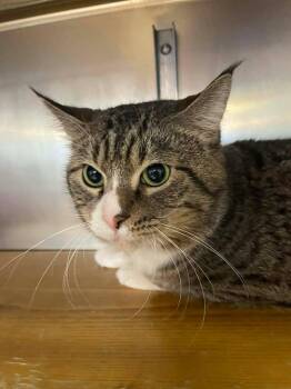 Domestic Short Hair Cats Available for Adoption - Chonk | PetCurious