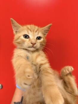04907B Ceasar Adoption Ambassador -  Domestic Short Hair Cat for Adoption in North Charleston, South Carolina - 04907B Ceasar Adoption Ambassador | PetCurious